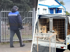 Собаки нападают на детей: стрельбу по четвероногим в Минводах объяснил глава округа