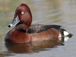 На белоглазых уток охотятся браконьеры Ставрополья