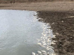 Ставропольчане намерены через суд добиться очистки водоема, в котором массово погибла рыба