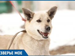 Ставропольский пёс Ушан нуждается в друзьях