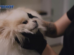 Топ-5 признаков, когда пора обратиться к ветеринару: советы от специалиста