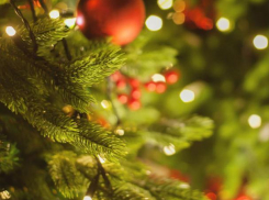 Роспотребнадзор рассказывает ставропольчанам, как выбрать новогоднюю елку