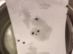 Нашествие клещей зафиксировали жители на улице Ставрополя в феврале 