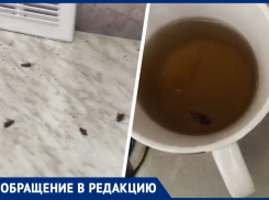 Откормленные тараканы изводят жителей многоэтажки в центре Ставрополя