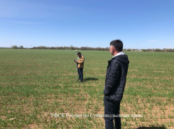 Играл с субсидиями и проиграл: махинации на 3,5 миллиона обеспечили уголовку главе хозяйства на Ставрополье