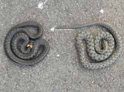Двух змей обнаружили жители Солнечнодольска