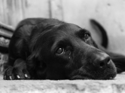 Штраф за убийство собаки выплатит живодер на Ставрополье 