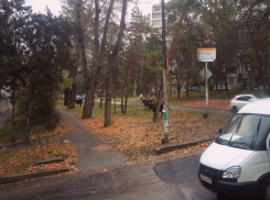 В центре Кисловодска разгуливают коровы