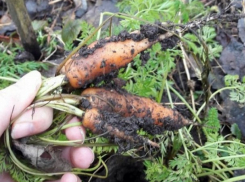 Урожай моркови собирают ставропольские дачники в начале января 
