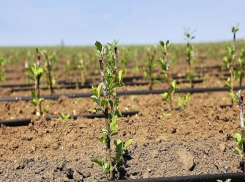 На Ставрополье зацветут новые сады