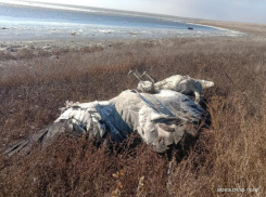 Трупы краснокнижных журавлей не могут убрать на Ставрополье