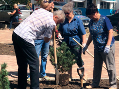 Новый сквер с березами появился в Ставрополе