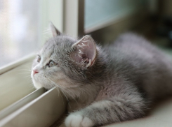 «Морозы отступили»: теплый и облачный день ждет Ставрополь