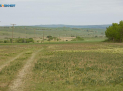 Нашествие саранчи грозит Ставрополью в 2025 году