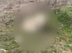 «Собаки в мучительной агонии»: на выезде из Ставрополя обнаружили несколько умирающих животных 