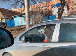 «Хаски в Ставрополе не просто убегают из дома, но и угоняют автомобиль», - ставропольцы
