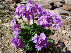 В крае растет только на горе Бештау: редкий цветок исчезает на территории Ставрополья 