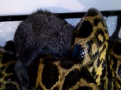 Малыши стали свидетелями хладнокровного убийства змеей кролика в террариуме Ставрополя