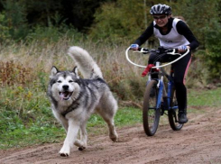 Соревнования собак по ездовому спорту пройдут в Ставрополе