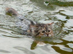 Сотни погибших животных захоронили ветеринары после подтопления на Ставрополье