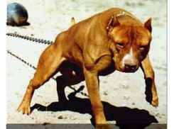 Отец растерзанного питбулями мальчика избил свою жену