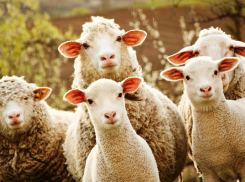 Похитителей овец задержали на Ставрополье