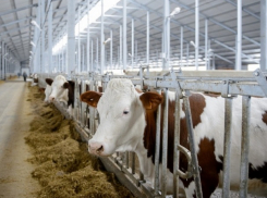 Молочный комплекс за миллиард рублей построят в Ставропольском крае 