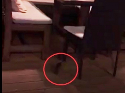 Бегающая под столами крыса напугала посетителей кафе «Орегано» в Ставрополе и попала на видео