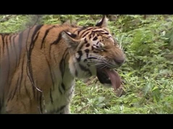 Жителям Ессентуков померещился тигр на улицах города