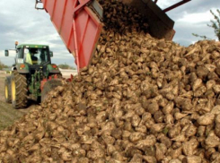 Дожди на Ставрополье затруднили уборку сахарной свеклы