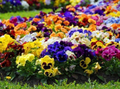 Весной десятки тысяч цветов украсят Невинномысск