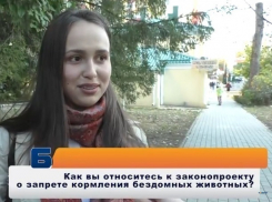 «Если закон примут, мы его будем нарушать»: ставропольцы о штрафах за кормление бездомных животных