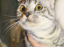 Упавшую в шестиметровую шахту кошку вызволили спасатели на Ставрополье