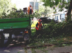 Ночной ураган повалил 44 дерева в Ставрополе 