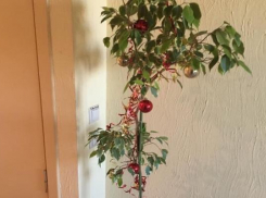 Украденный в элитном доме Ставрополя фикус Бенджамин наряженным вернули на своё место