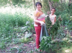 Более 100 тысяч рублей заработали за один день жители Пятигорска на борьбе с амброзией 