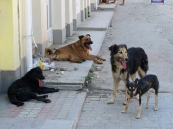 «Поймали уже 10 собак», - губернатор Ставрополья Владимиров рассказал об отлове бродячих животных