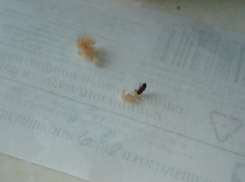 Таракана в булке хлеба обнаружила за завтраком жительница Ставрополя