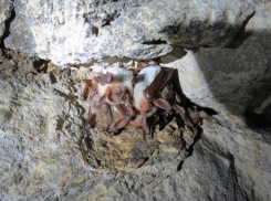 «Рукокрылые крайне уязвимы»: летучие мыши Ставрополья под особой охраной