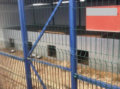 Штраф выписали главе пункта временного содержания животных на Ставрополье 