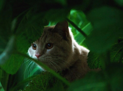 К вечеру 8 мая в Ставрополе может пойти дождь