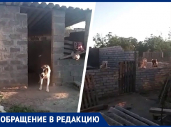 Ждем, пока кого-то загрызут? Нелегальный питомник с  волкодавами появился в Буденновске под молчание приставов и прокуратуры