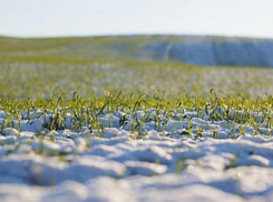Озимые удалось сохранить после сильного ветра на Ставрополье