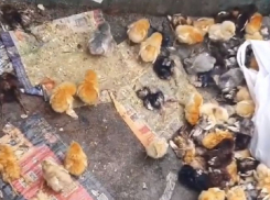 В Невинномысске неизвестные выбросили десятки цыплят на свалку