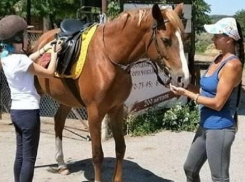 «Недосмотрели»: 5 лошадей пропало в конном клубе Ессентуков