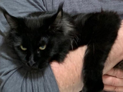 Мэр Ставрополя — кошатник, или как Андрей Хасанович кошку ловил