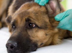 После принятия водки с яйцом собака попала в ветклинику Ставрополя с отравлением