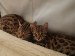 «Элитная киска»: котенка за 70 тысяч рублей продают в Ставрополе 