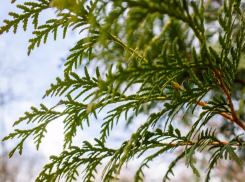 В четверг в Ставрополе будет солнечно