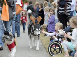Десятки суперпсов пройдут парадом по улицам Михайловска